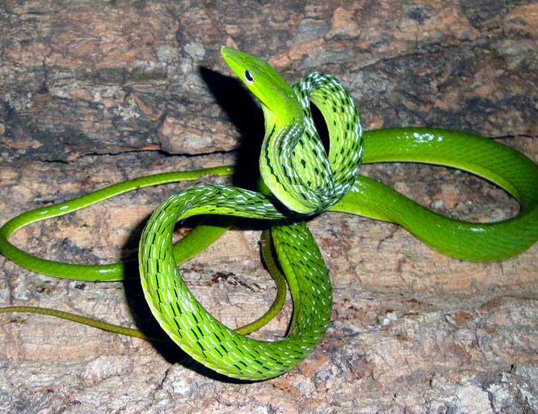 Takzvaný bambusový had - Pseudoxenodon karlschmidti